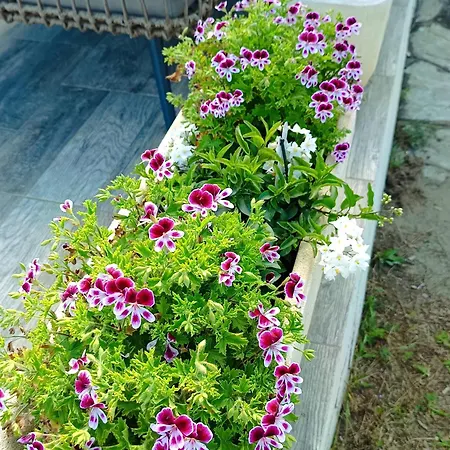 Willa Bord De Mer, Pieds Dans L'eau, Vue Panoramique San-Nicolao